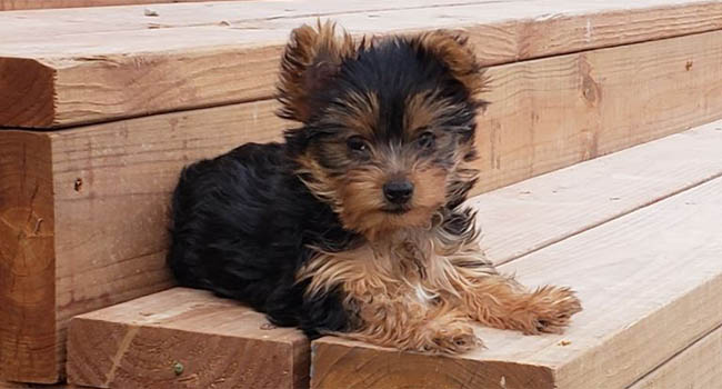 Pure Bred Yorkshire Terrier Puppies For Sale Montana Brimley