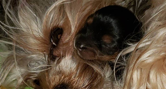 Yorkshire Terrier Puppies For Sale Montana Mint Julep