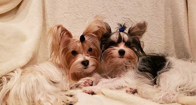 yorkie puppies for sale in montana
