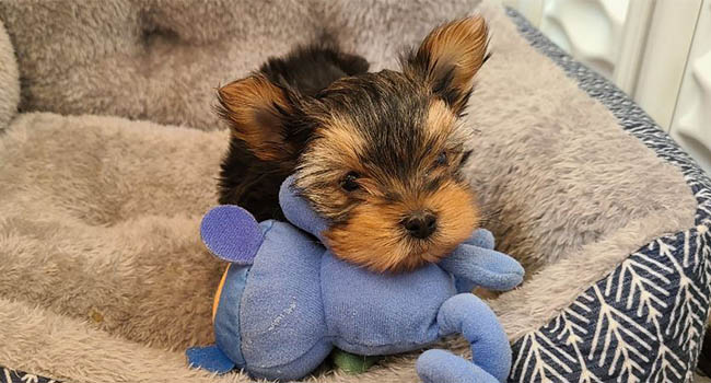 Yorkshire Terrier Puppies For Sale Montana Mint Julep