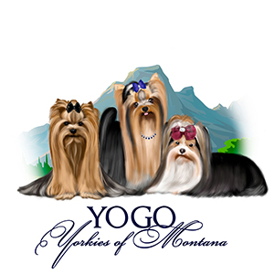 Yogo Yorkies of Montana Logo