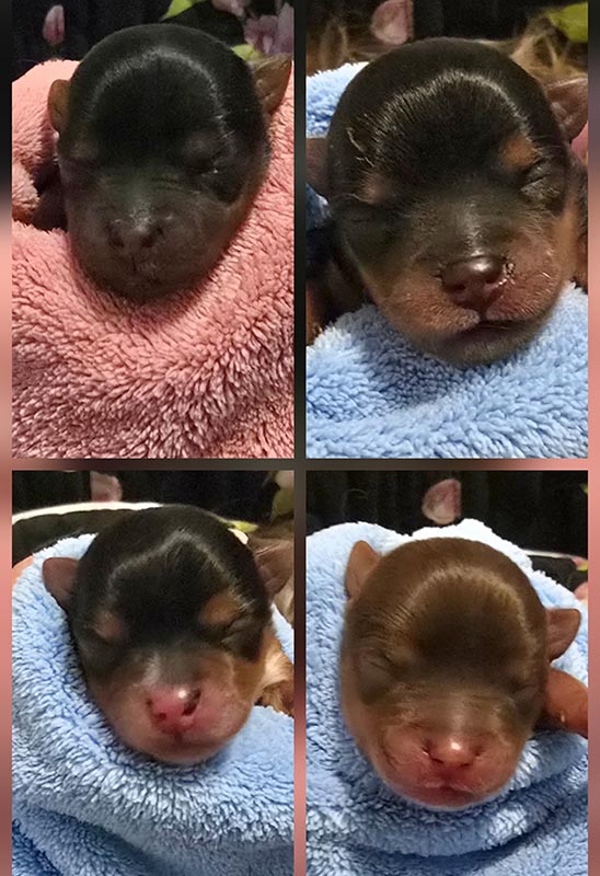 Yogo Yorkies Of Montana Puppies For Sale March